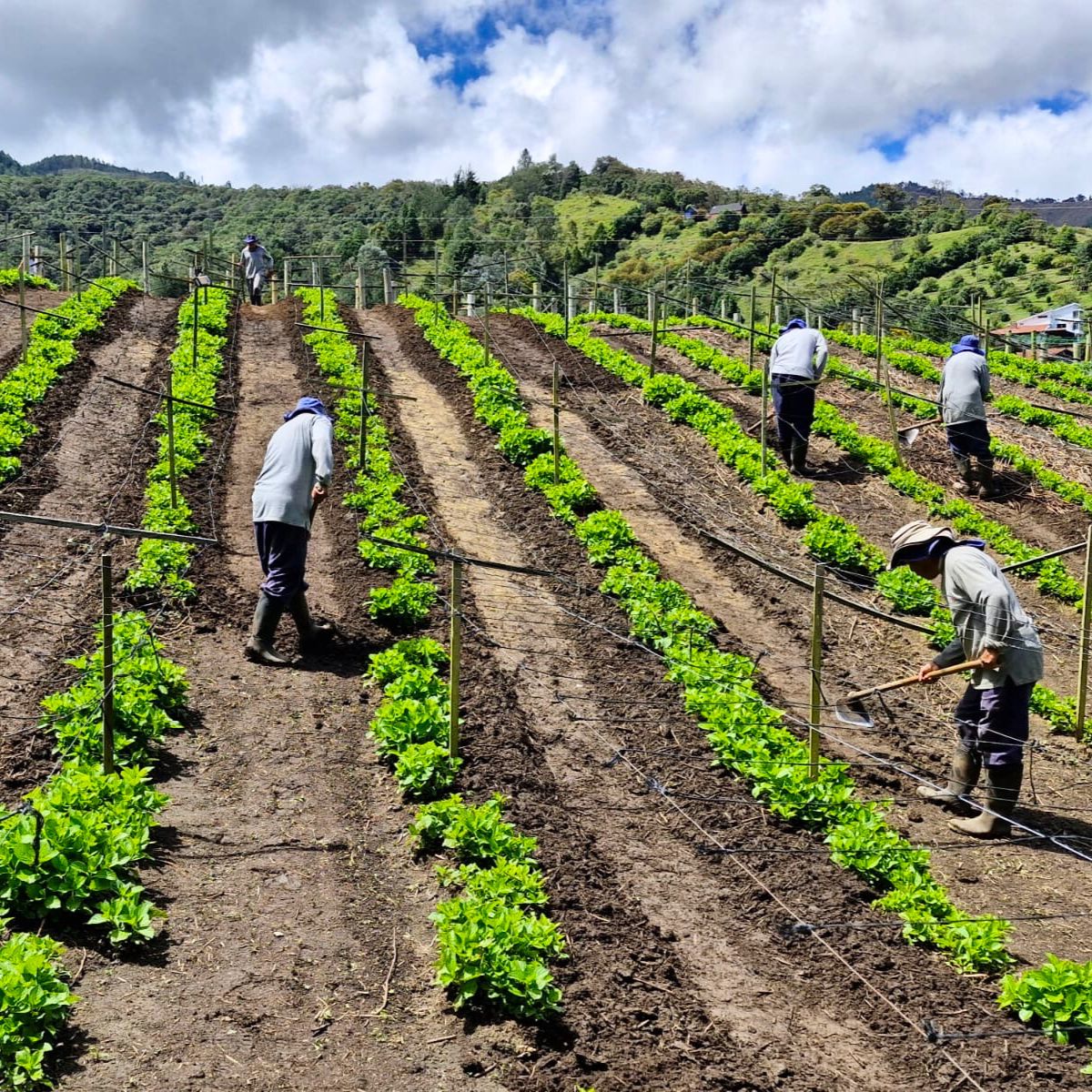 Harvesting process at Manzanares