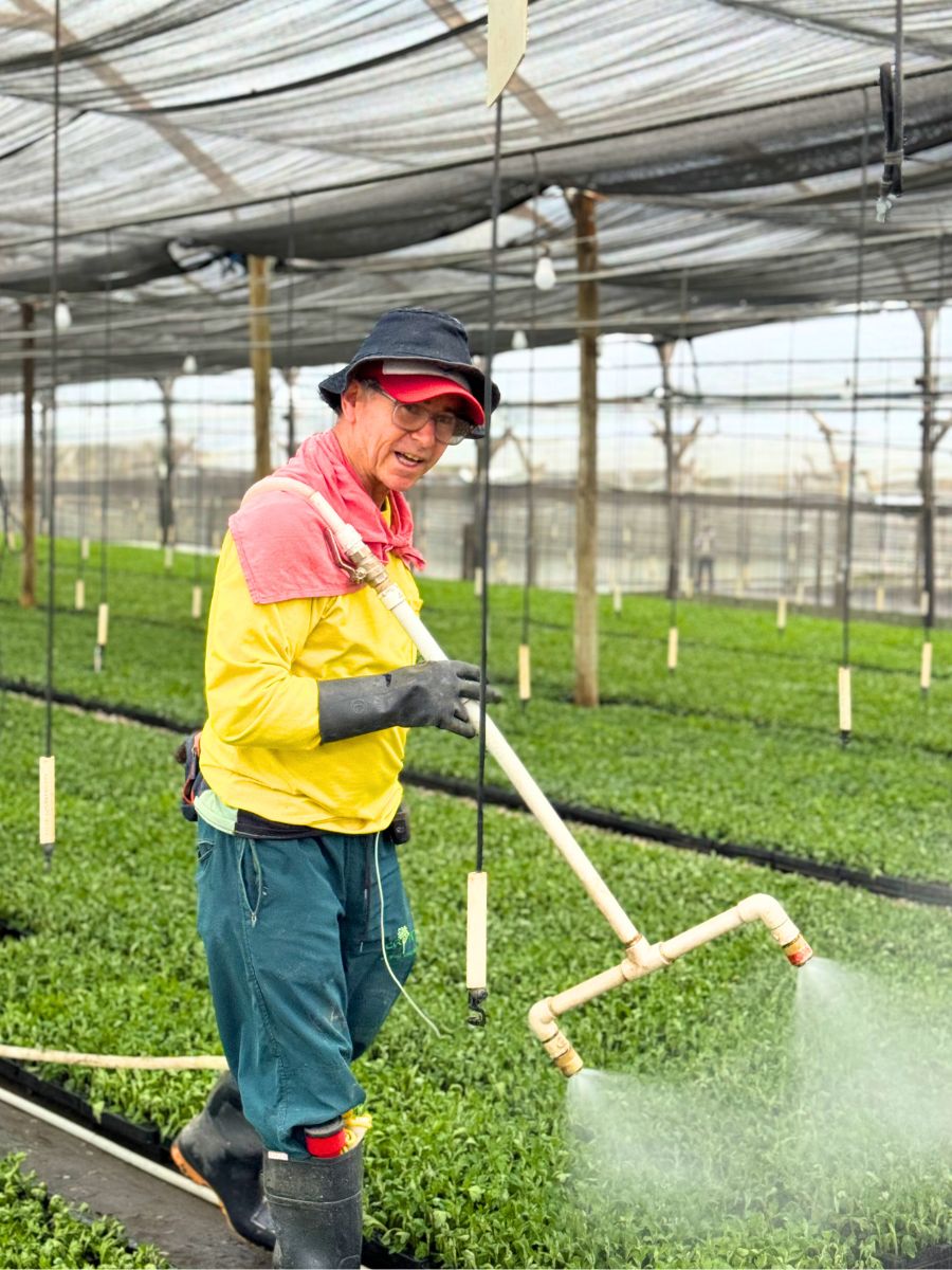 Watering harvest at El Capiro flowers