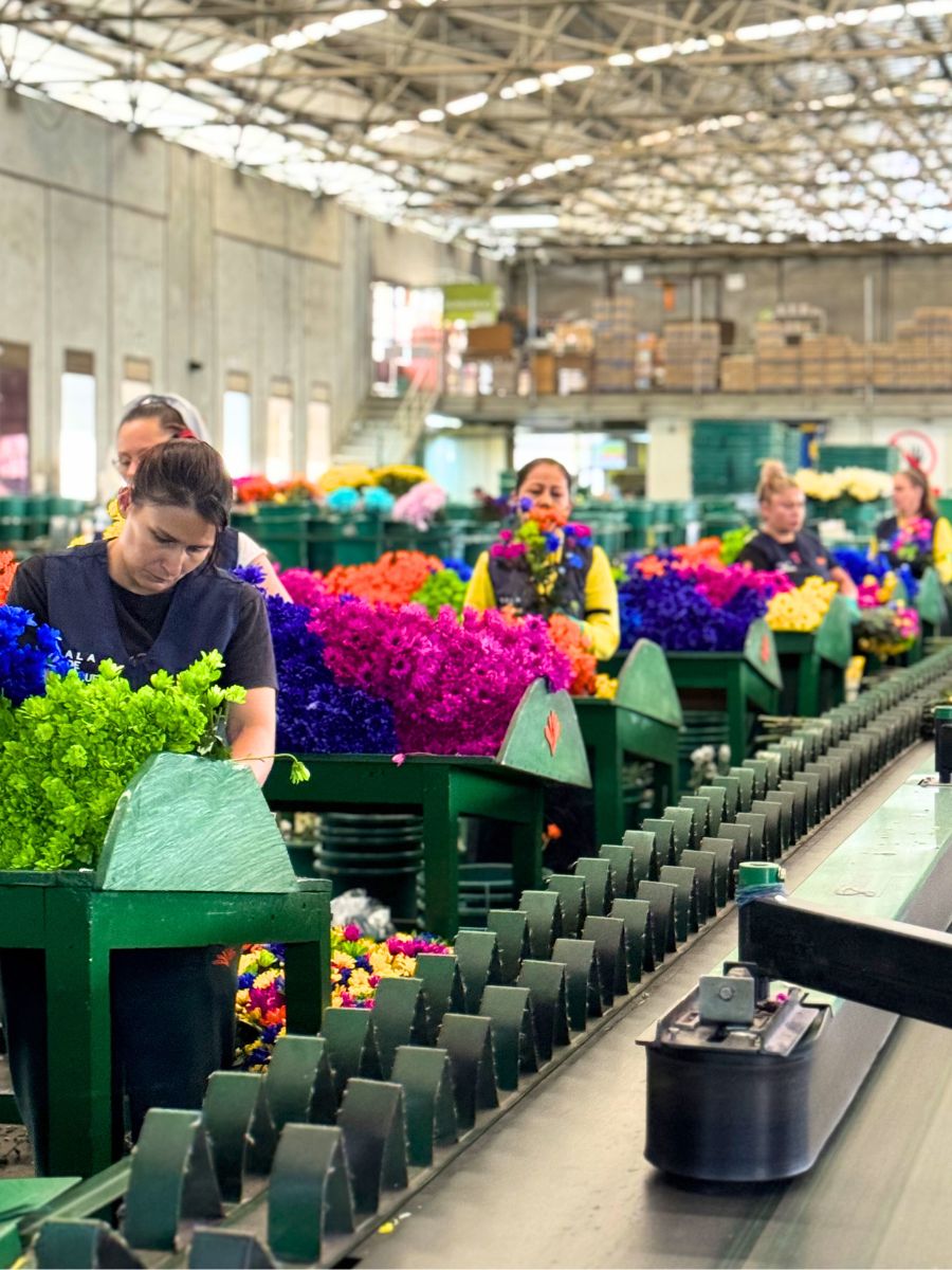 Teamwork packing tinted flowers at El Capiro