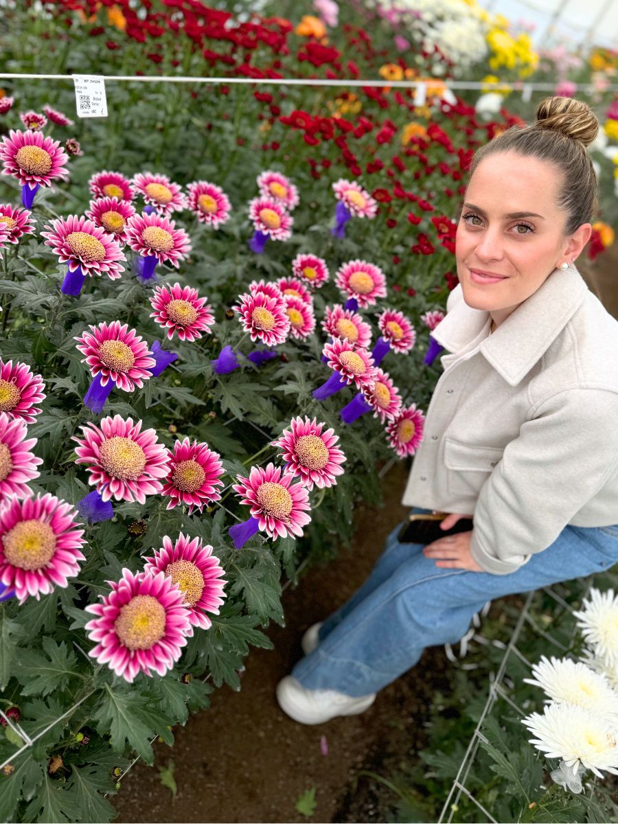 Melissa among chrysanthemums