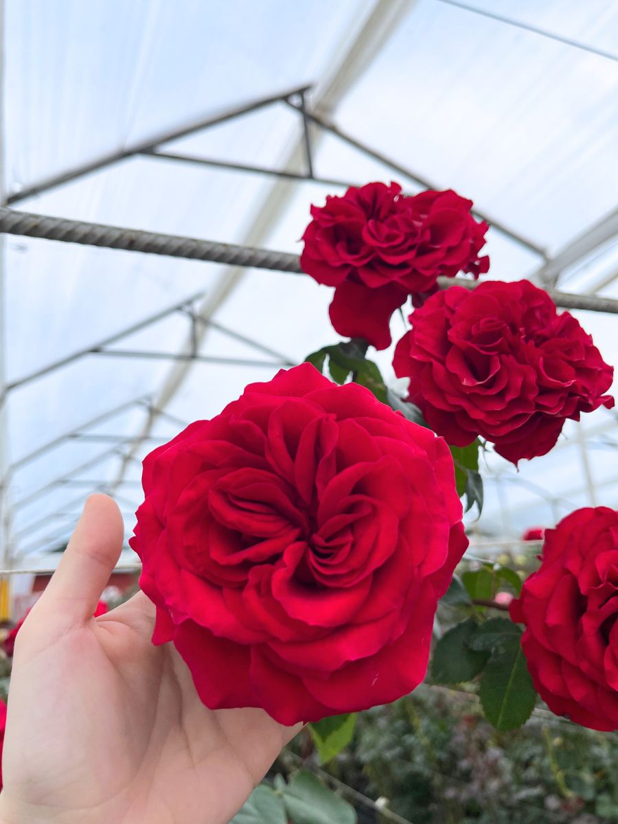 Continental breeding red rose