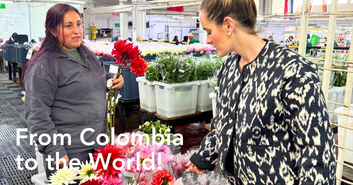 Colombian flowers at Alexandra Farms