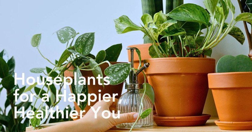 Seven Science-Backed Health Benefits of Plants at Home