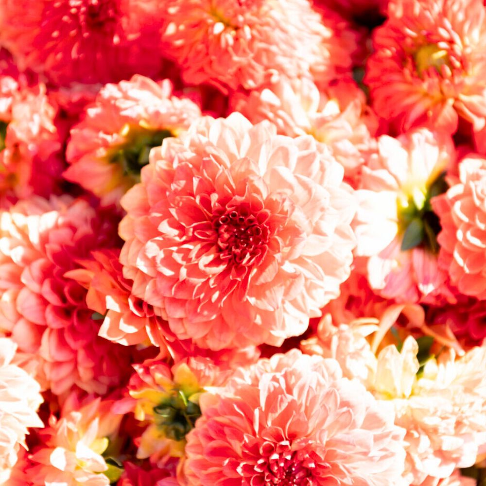 Dahlias for Flower Carpet Brussels