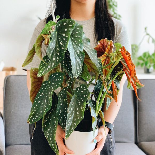 The Polka Dot Begonia (Begonia Maculata) is One of the Most Photogenic Houseplants Popular Plant