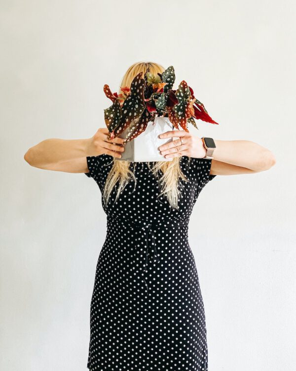 The Polka Dot Begonia (Begonia Maculata) is One of the Most Photogenic Houseplants Trending Indoor Plants