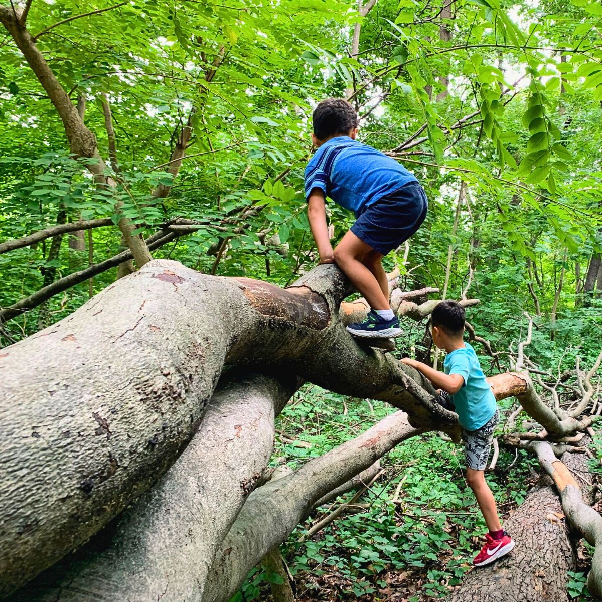 ​Why the Forest School Concept Matters