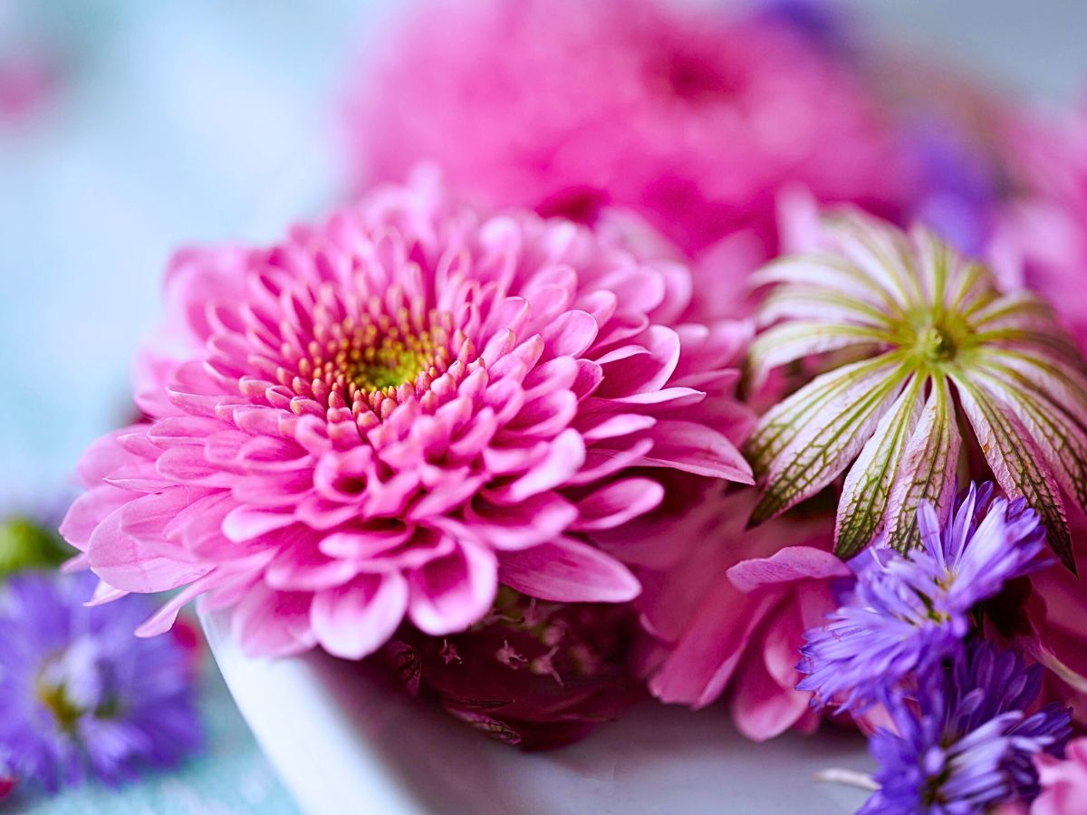 Spray Chrysanthemum Fabienne, a Colorfast Chrysanthemum From Royal Van Zanten Remains Colorful for Longer