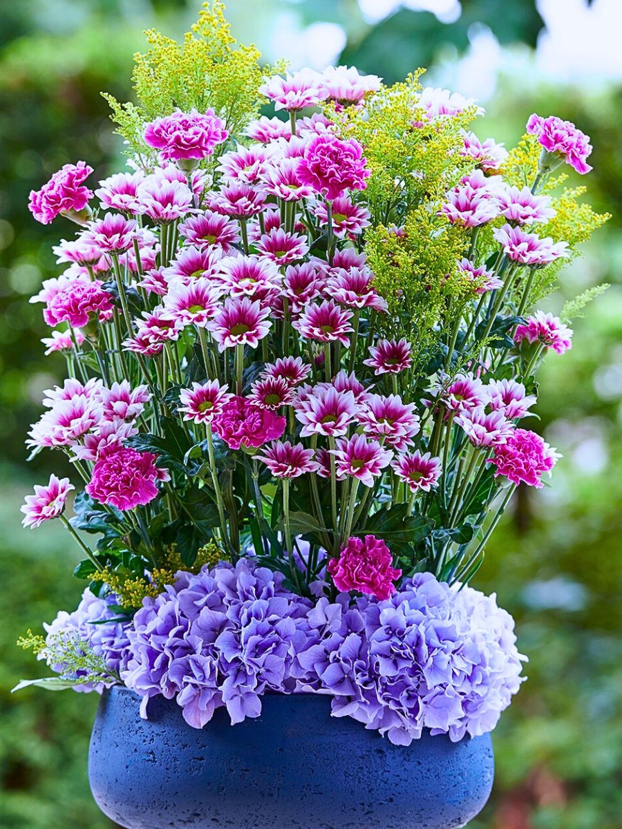 Spray Chrysanthemum Fabienne, a Colorfast Chrysanthemum From Royal Van Zanten Remains Colorful for Longer