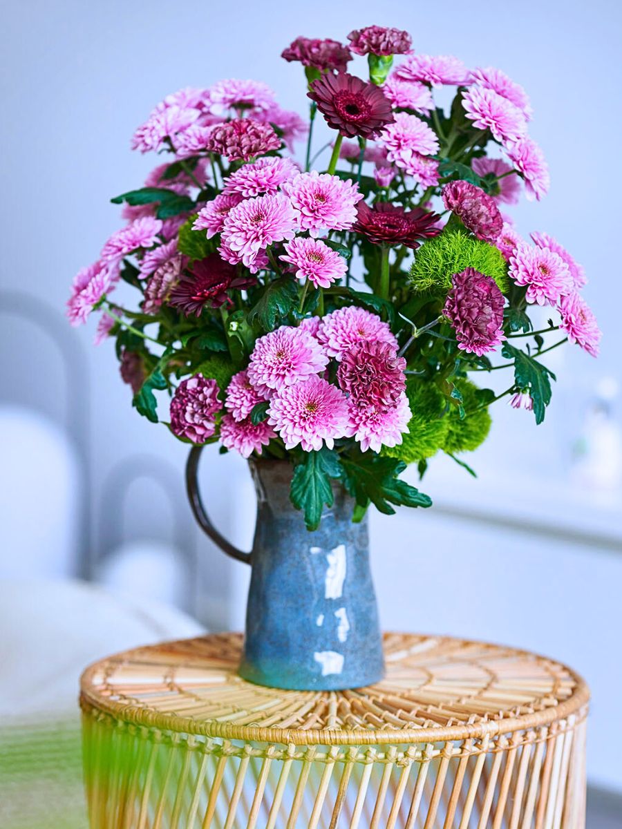 Spray Chrysanthemum Fabienne, a Colorfast Chrysanthemum From Royal Van Zanten Remains Colorful for Longer