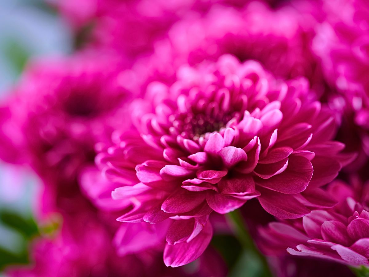 Spray Chrysanthemum Fabienne, a Colorfast Chrysanthemum From Royal Van Zanten Remains Colorful for Longer