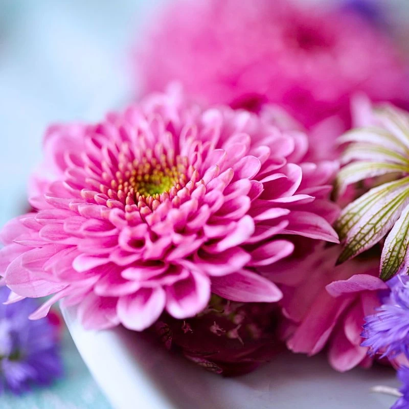 Spray Chrysanthemum Fabienne, a Colorfast Chrysanthemum From Royal Van Zanten Remains Colorful for Longer