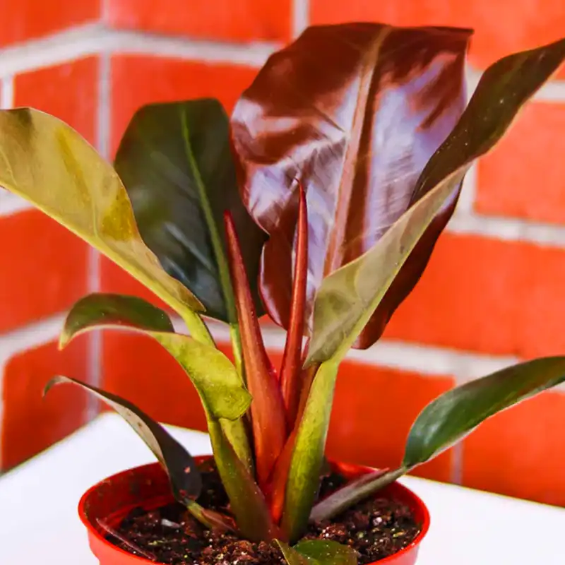 Philodendron Imperial Red houseplant square feature