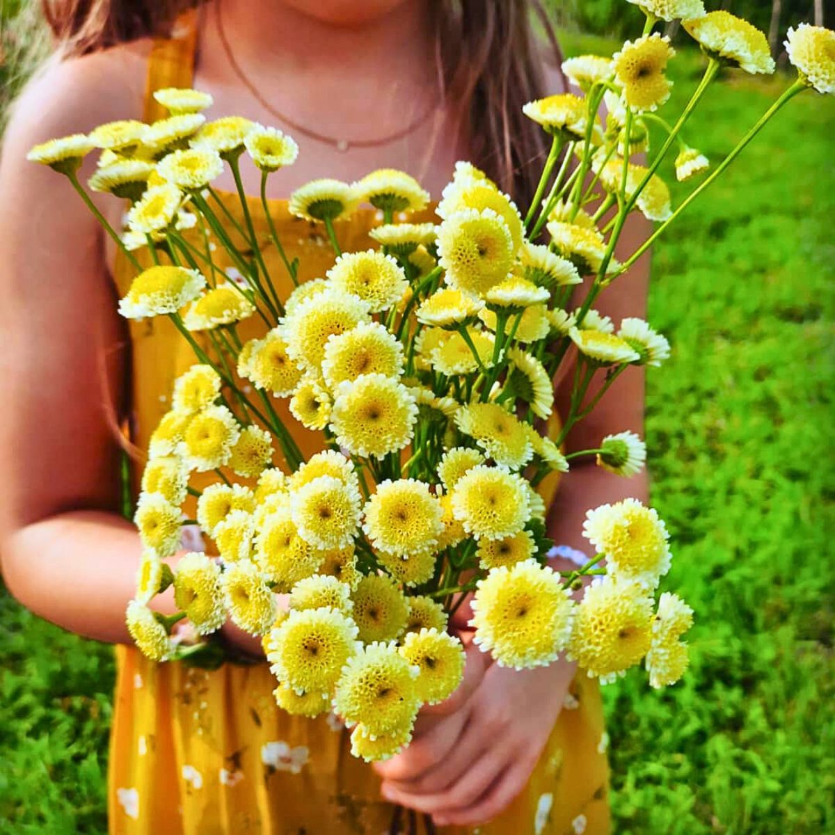 Fresh Natural Flowers and Their Emotional Connection Nuances