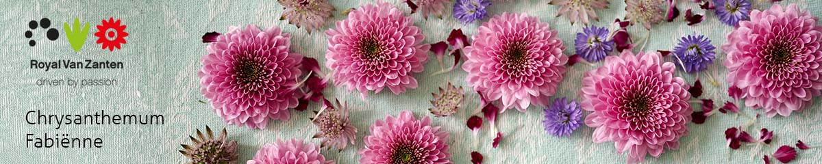 Banner Royal Van Zanten Chrysanthemum Fabienne