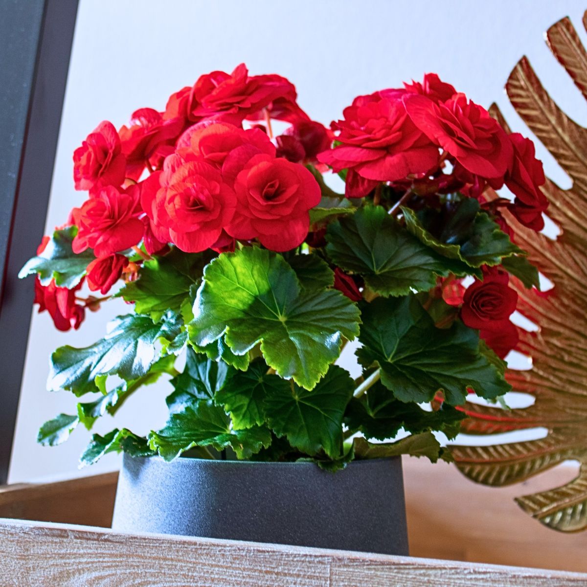 ​Koppe Begonia's Begonia Halo®.