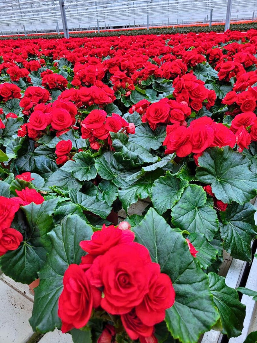 ​Koppe Begonia's Begonia Halo®.