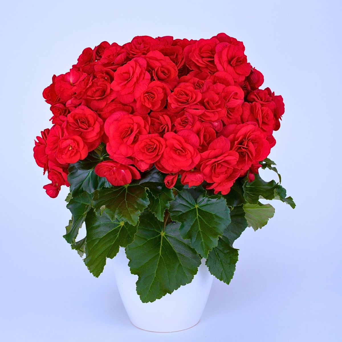 Elegant Red Begonia Halo® From Koppe Begonia