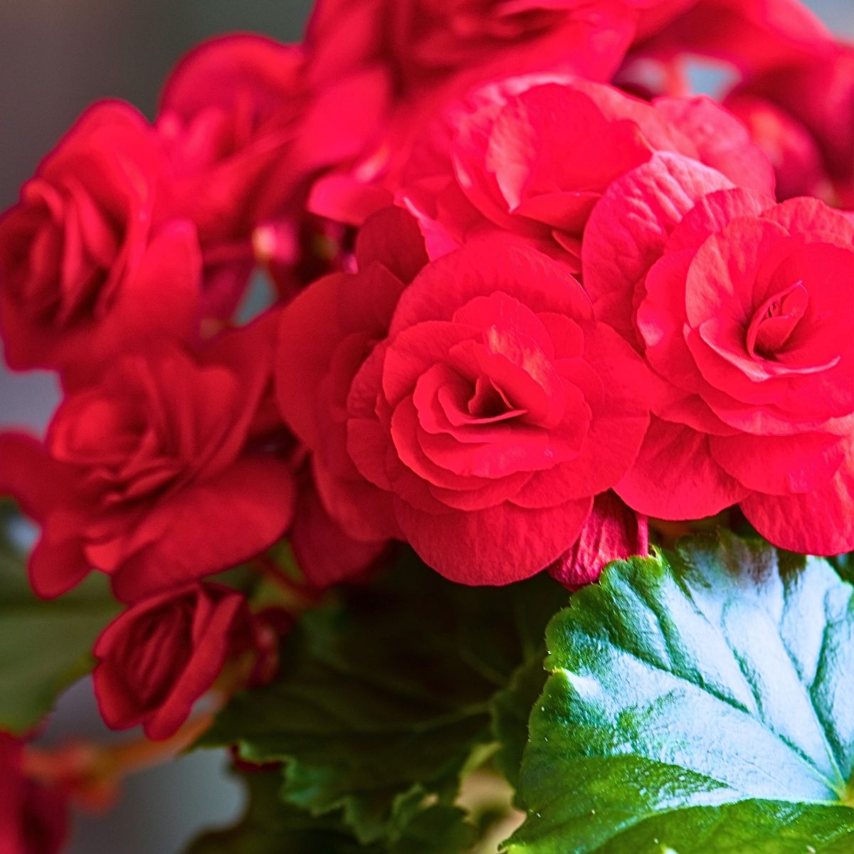 ​Koppe Begonia's Begonia Halo®.