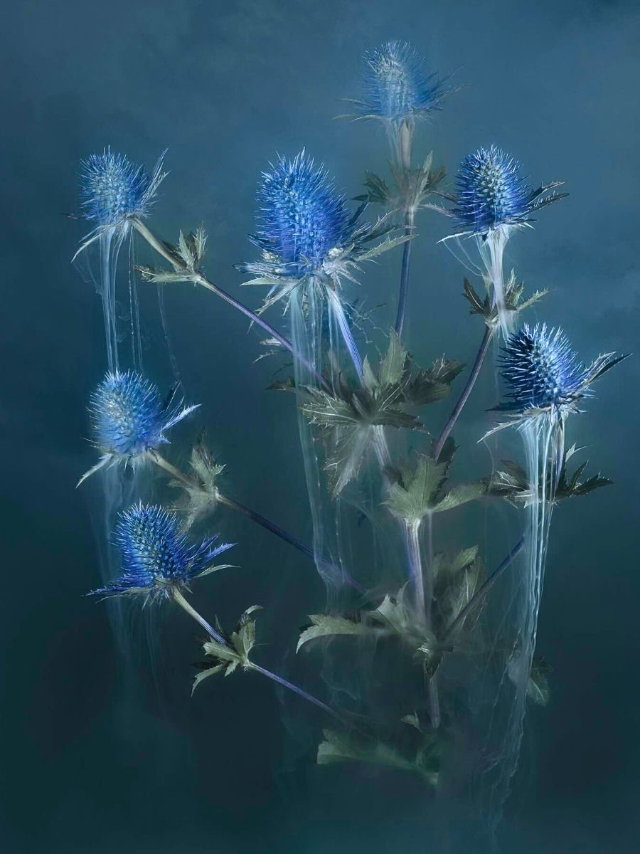 Robert Peek’s Mysterious Misty Photographs of Flowers Enveloped in Fog