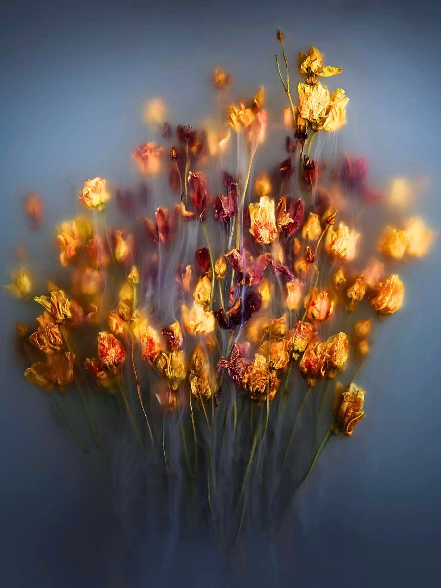 Robert Peek’s Mysterious Misty Photographs of Flowers Enveloped in Fog