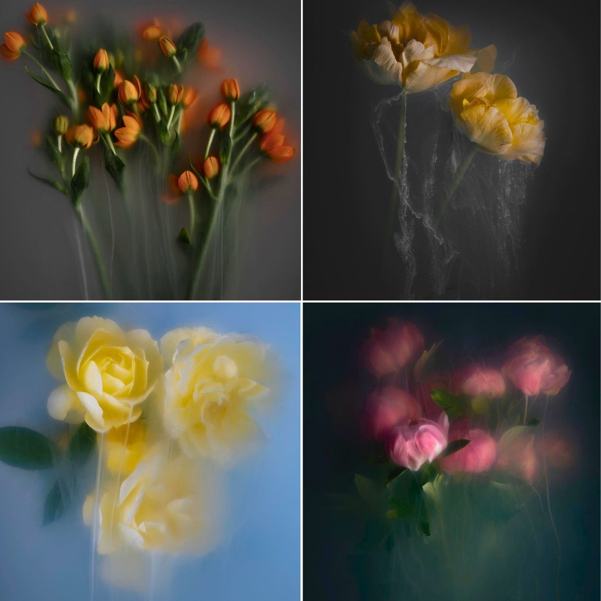 Robert Peek’s Mysterious Misty Photographs of Flowers Enveloped in Fog