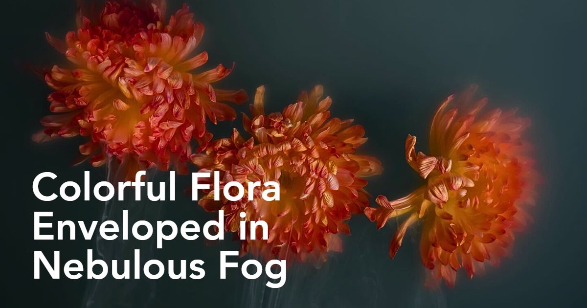 Robert Peek’s Mysterious Misty Photographs of Flowers Enveloped in Fog