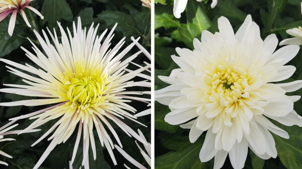 Floritec TOTF2021 FE - Flower Trials Disbudded White