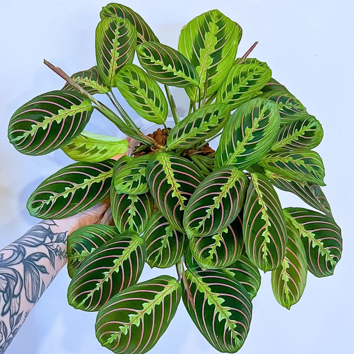 Houseplants With the Most Unique Leaves