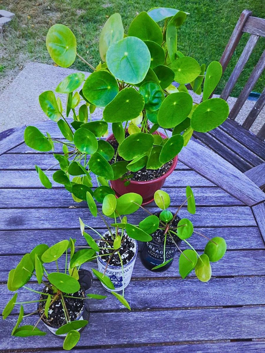 Houseplants With the Most Unique Leaves