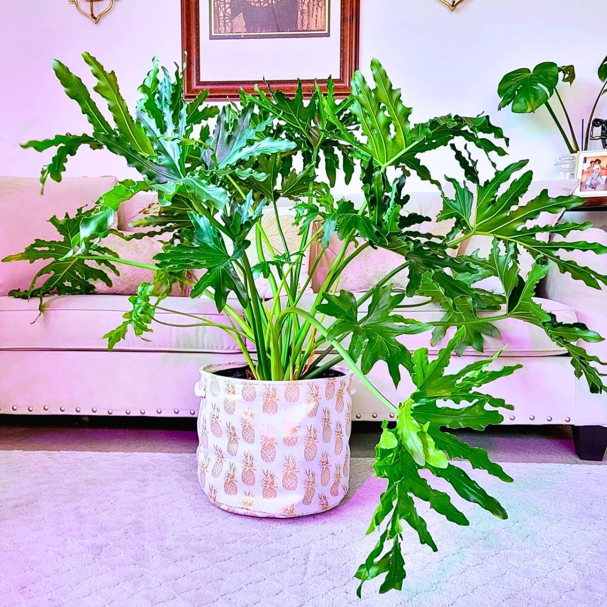 Houseplants With the Most Unique Leaves