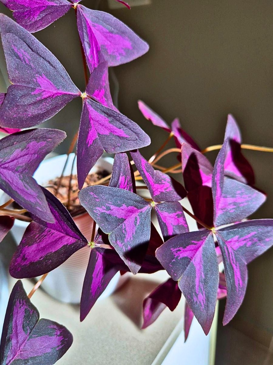 Houseplants With the Most Unique Leaves