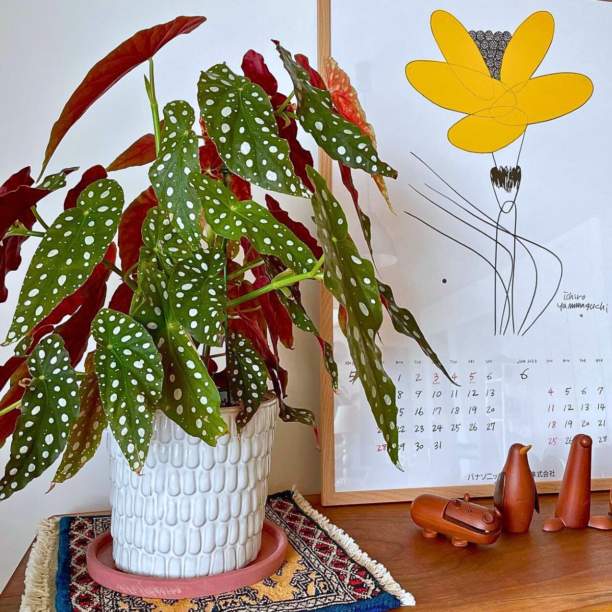 Houseplants With the Most Unique Leaves