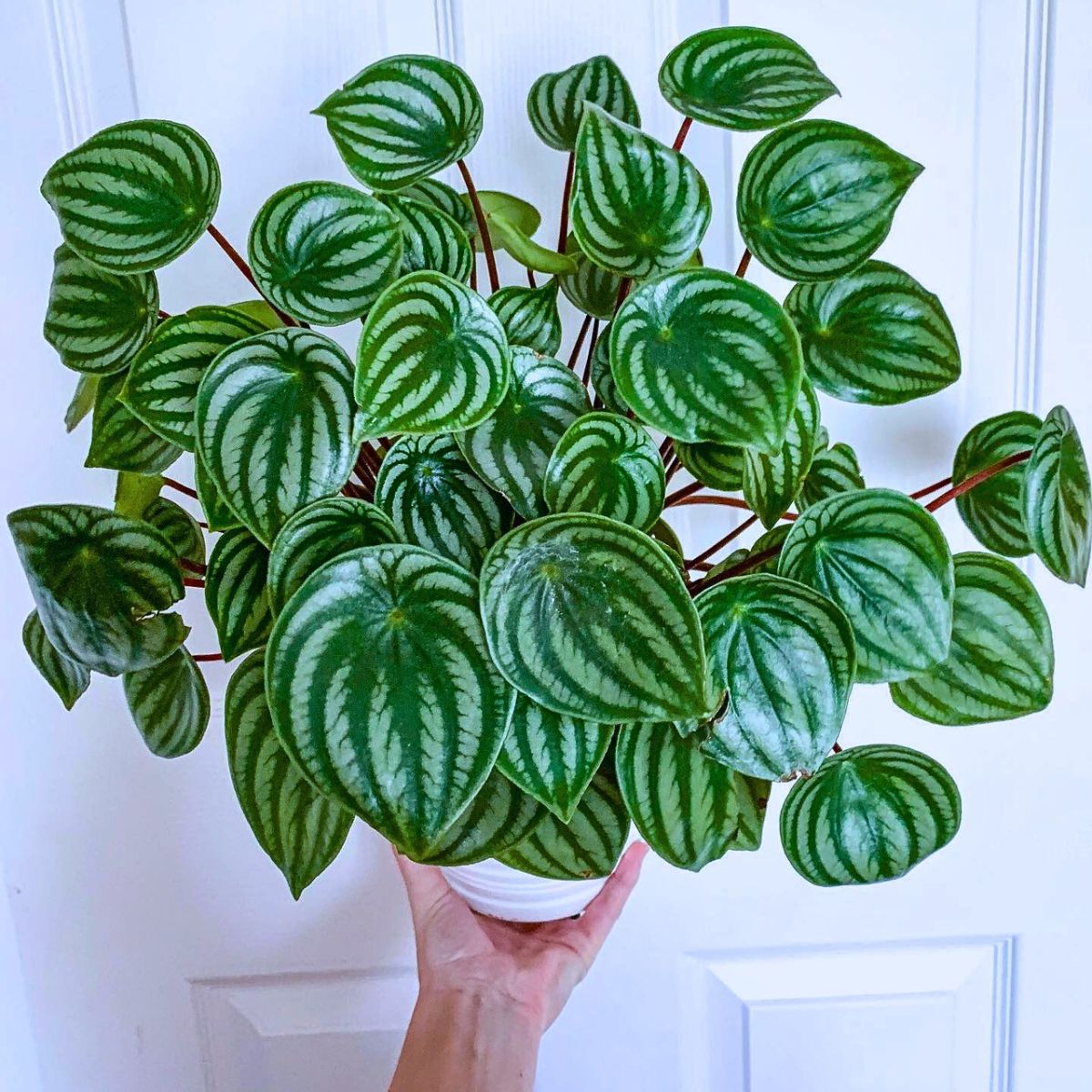 Houseplants With the Most Unique Leaves