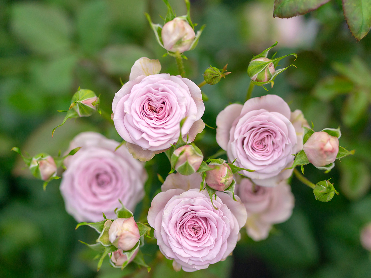 Spray Rose Nadia Duran stem close up