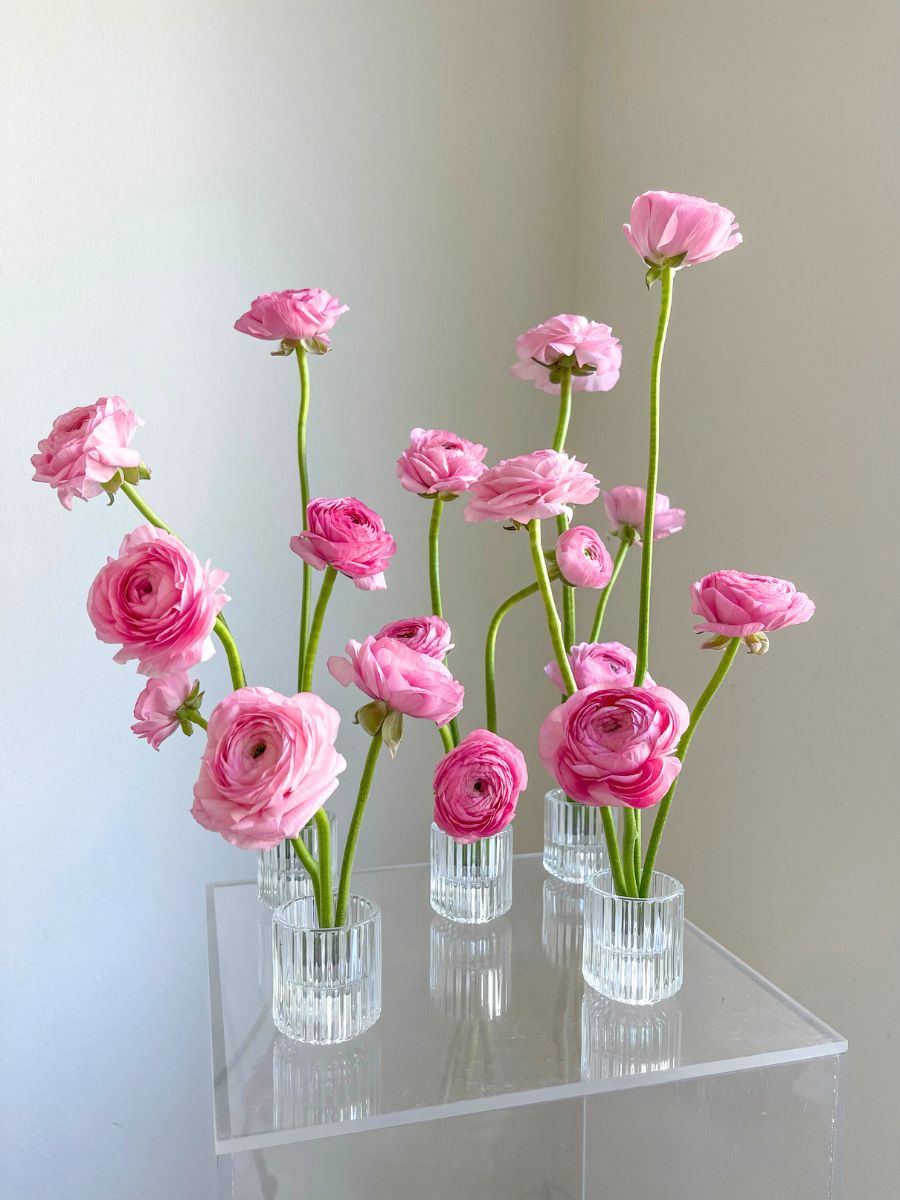 Ranunculus placed in glass vases