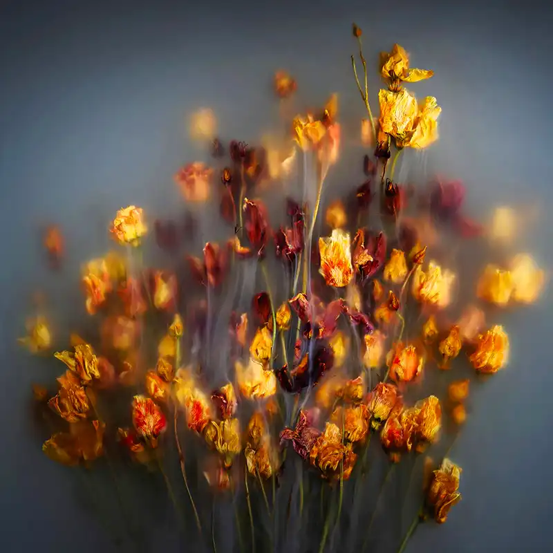 Robert Peek’s Mysterious Misty Photographs of Flowers Enveloped in Fog