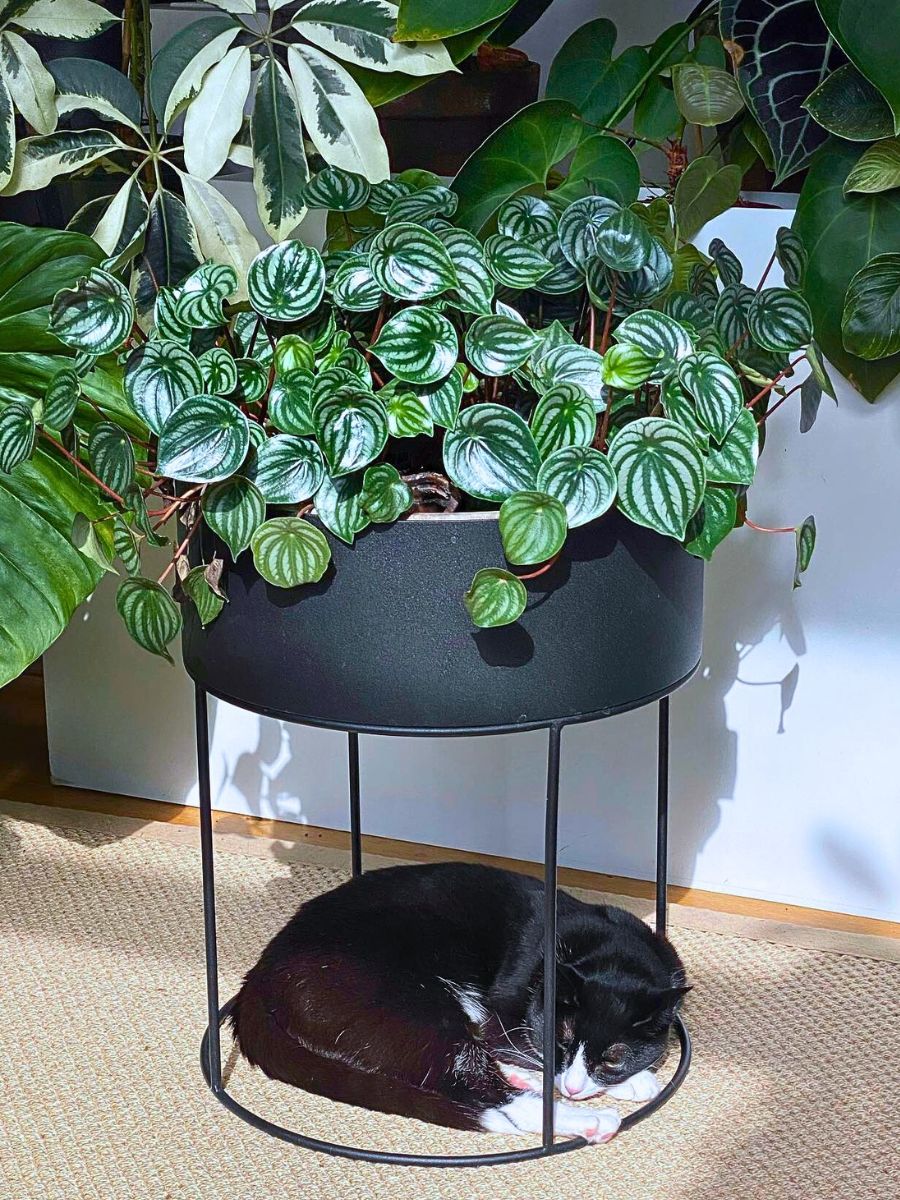 Houseplants With the Most Unique Leaves