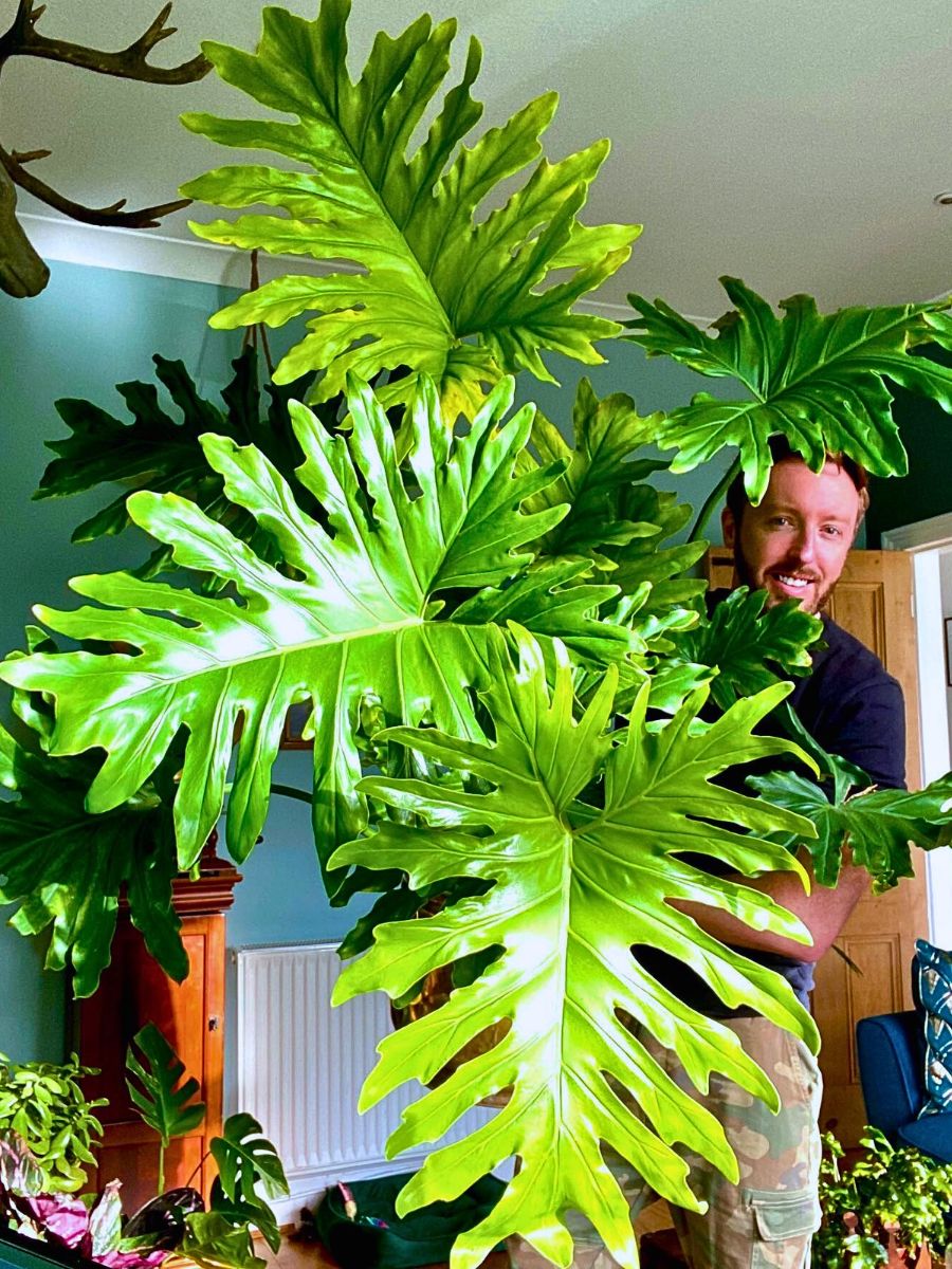 Houseplants With the Most Unique Leaves