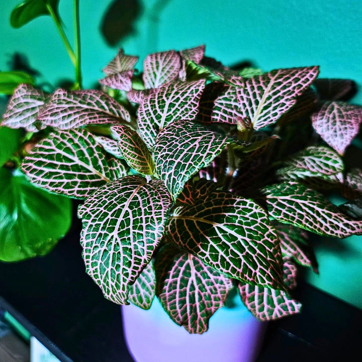 Houseplants With the Most Unique Leaves