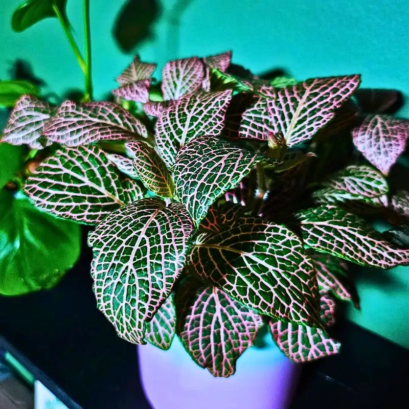 These 10 Houseplants Have the Most Unique Leaves