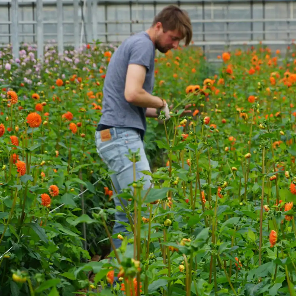 Hogenboom Dahlias grower on Thursd feature