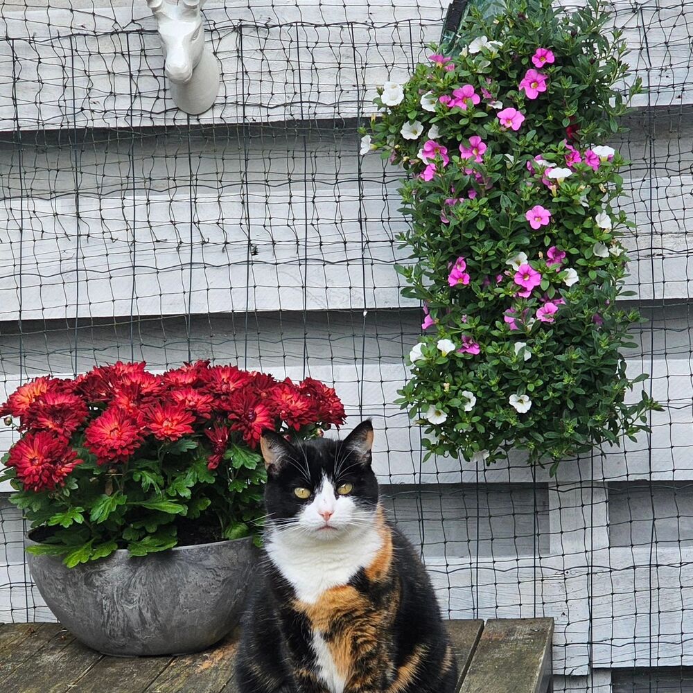 Cat with house plant