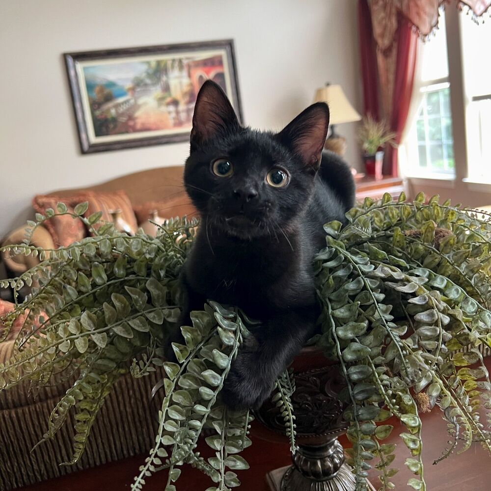 cat seat on indoor plant 