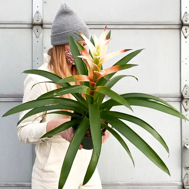 Types of Bromeliads