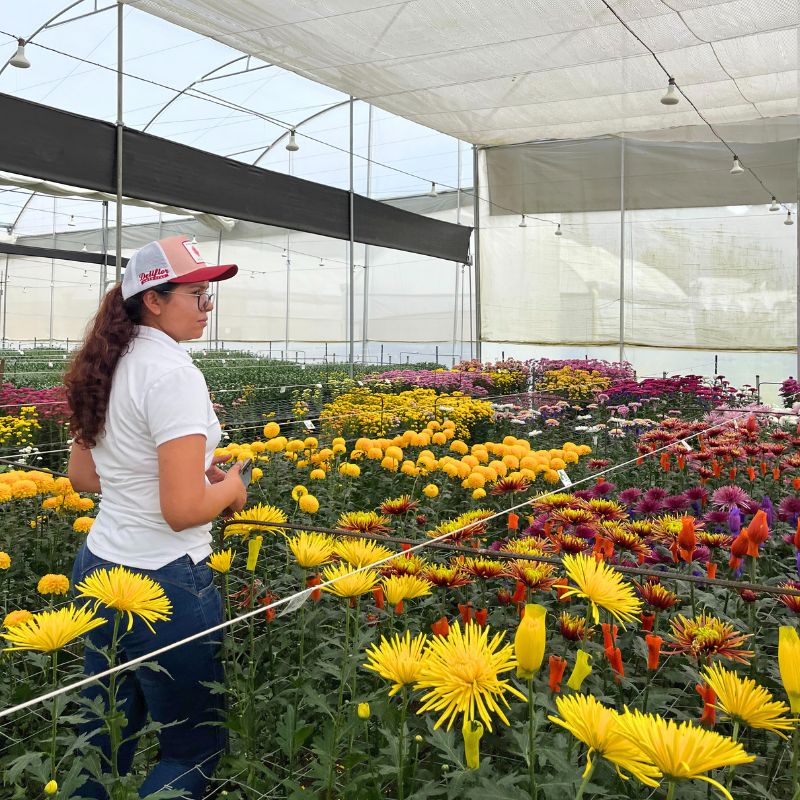 Veronica of Deliflor at blooming greenhouse