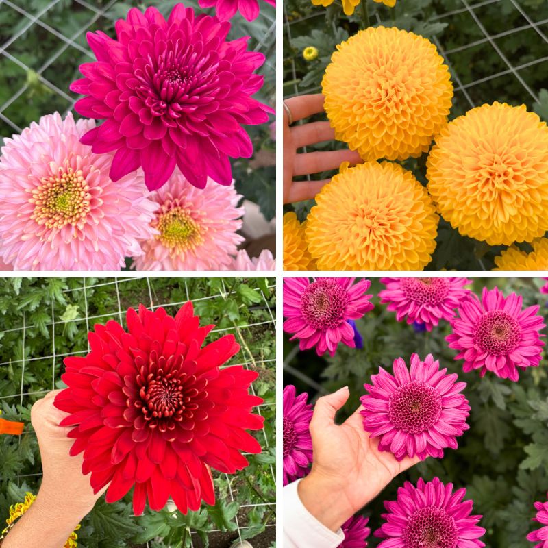 Chrysanthemum varieties by Deliflor