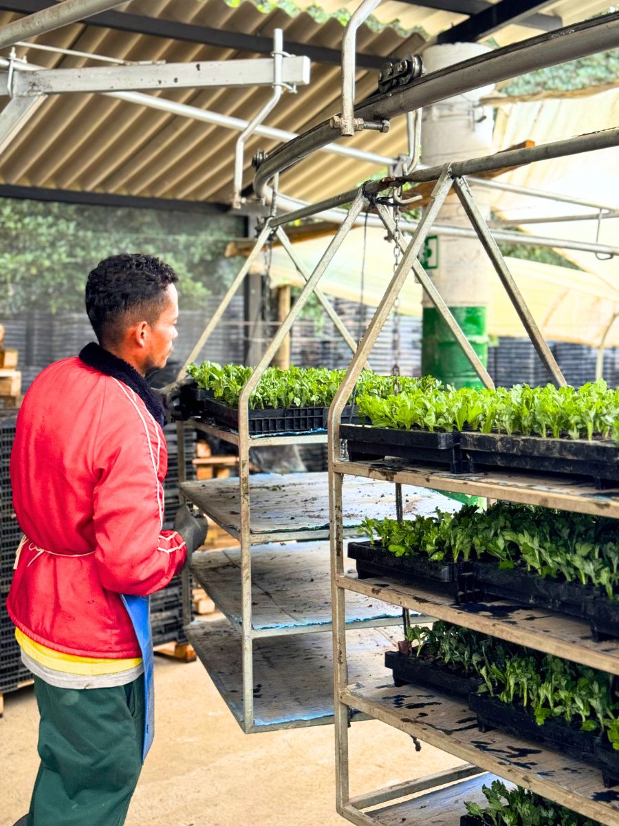 Sending chrysanthemum seedling trays to greenhouses at Capiro