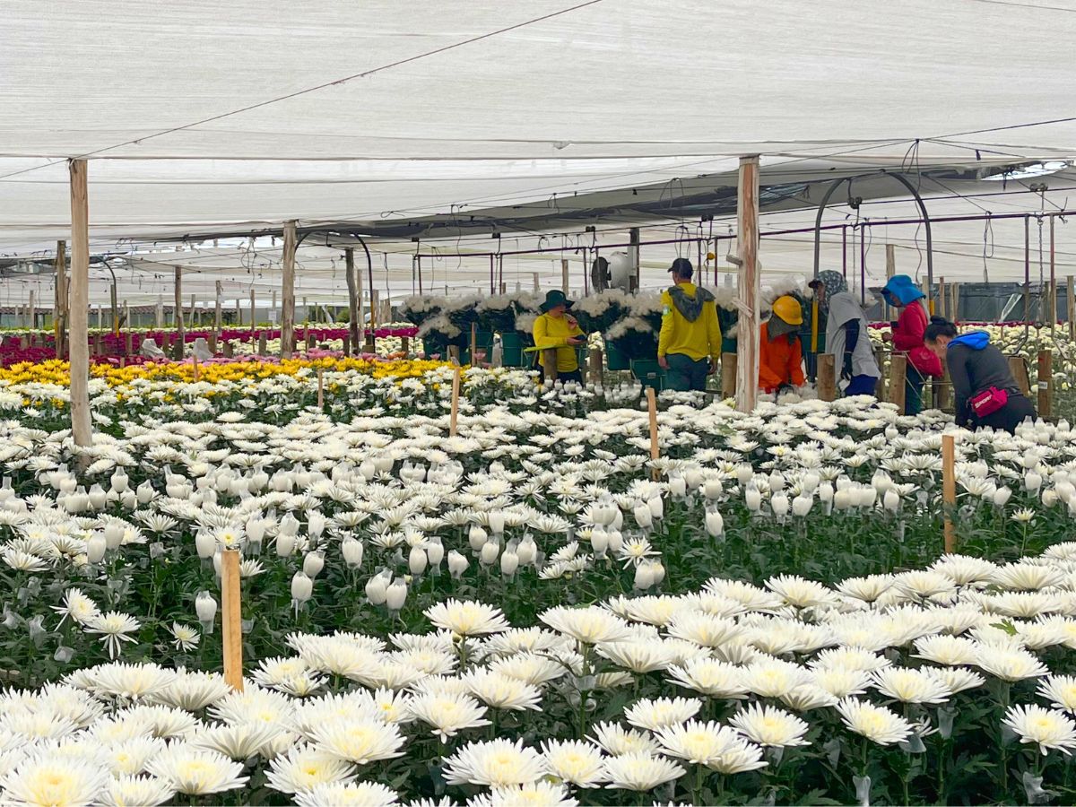 Chrysanthemum greenhouse at El Capiro Colombia