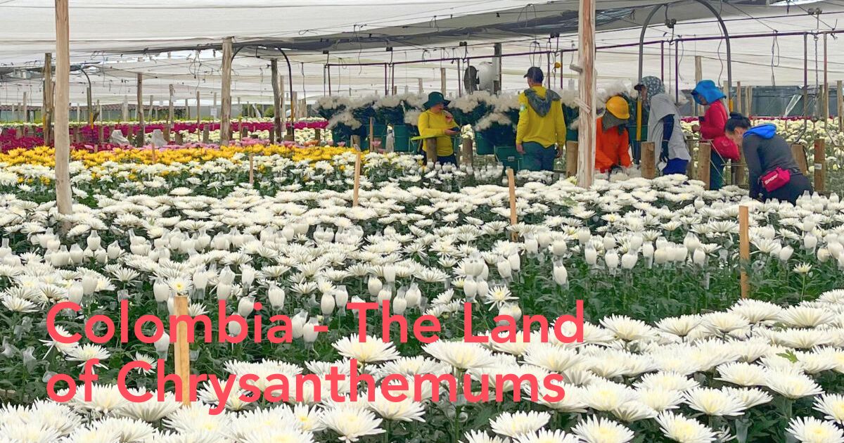 Chrysanthemums at El Capiro farms